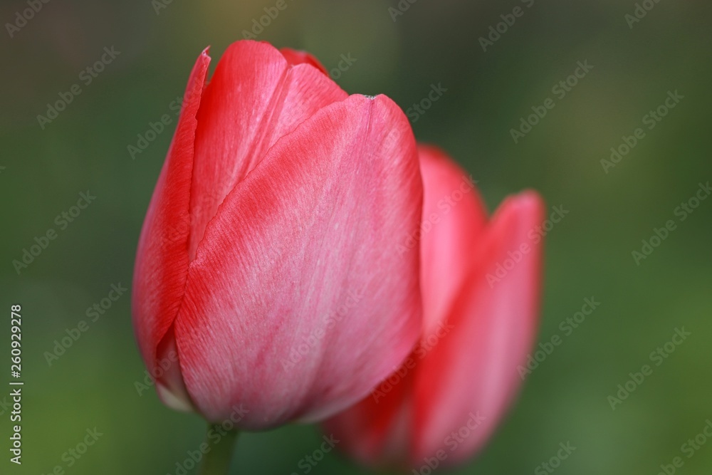 Tulpe Tulpe