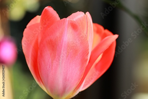 Tulpe