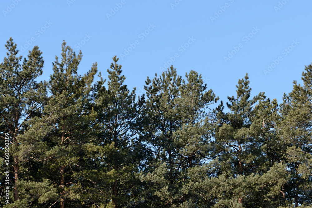 Pines in the spring forest on a background of blue sky Pines in the spring forest on a background of blue sky