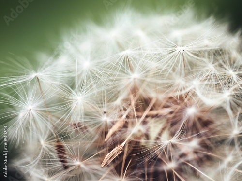 Macro of denderlion in forest