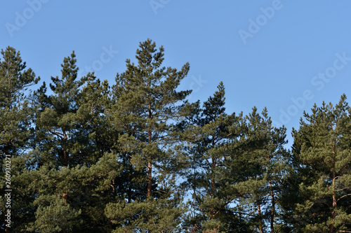 Pines in the spring forest on a background of blue sky