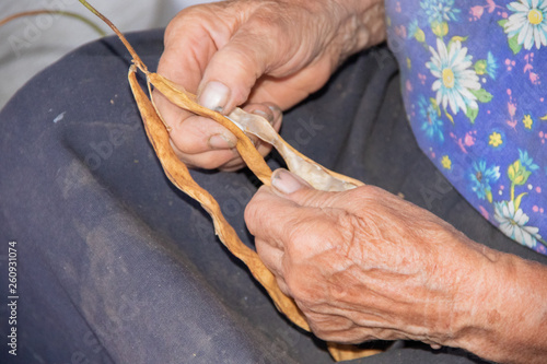 An old woman farmer cleans dry beans photo