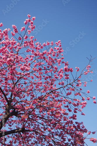 Pink cherry blossoms bloom on bright sky background