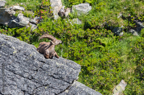 adult alpine capra ibex capricorn lying on rock in sunshine