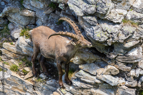Fotografie, Tablou adult alpine capra ibex capricorn standing in rock cliff