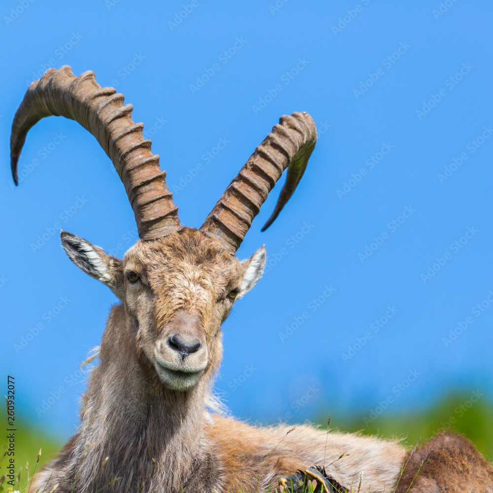 detailed portrait natural alpine capra ibex capricorn sitting in meadow