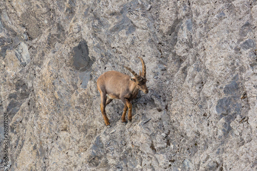 one alpine ibex capricorn walking in rock scarp