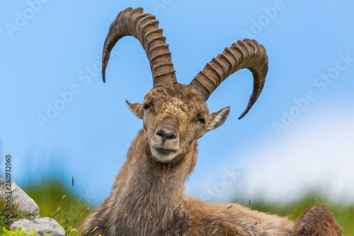 portrait natural alpine capra ibex capricorn sitting in meadow