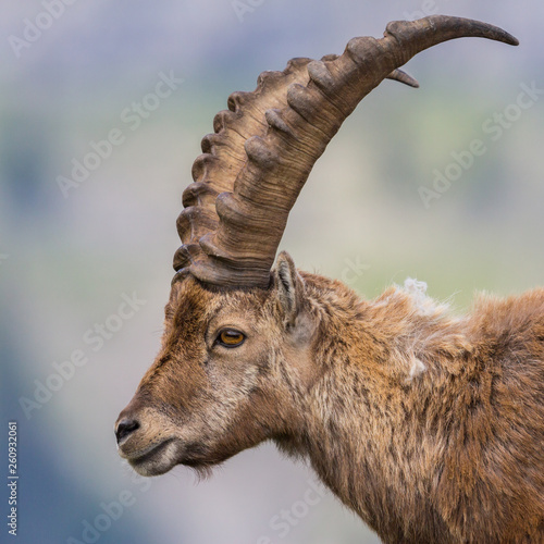 detailed side view adult male alpine capra ibex capricorn head