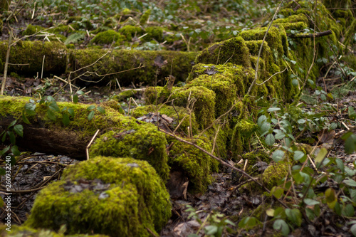 Moss Covered Forest Bed