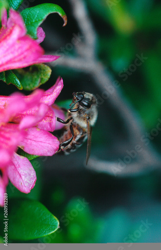 Honigbiene beim Nektar- und Pollensammeln auf der Blüte der Alpenrose photo