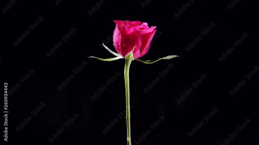 Rotating Pink Rose Flower with Wet Petals and Leaves Rotating Pink Rose Flower with Wet Petals and Leaves
