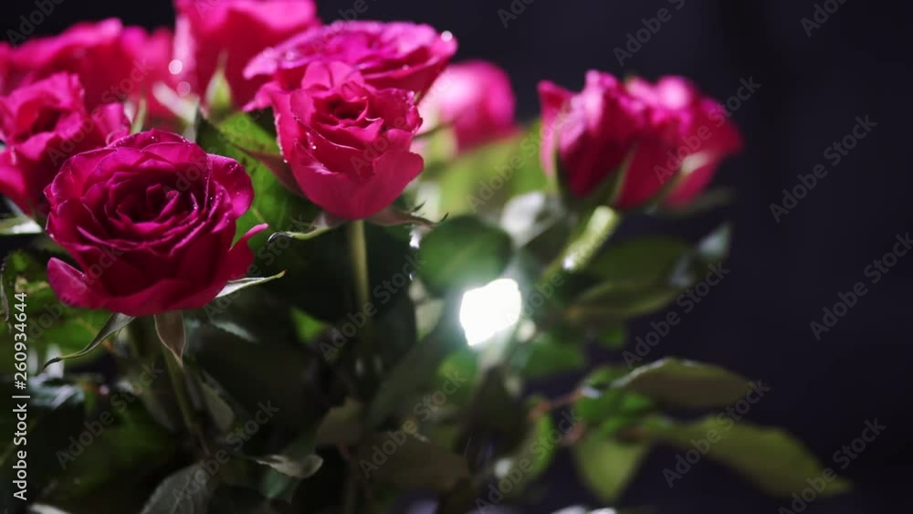 Rotating Bunch of Pink Roses Flower with Wet Petals and Leaves Rotating Bunch of Pink Roses Flower with Wet Petals and Leaves