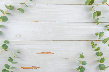 Top view floral eucalyptus flat lay frame on white rustic wood