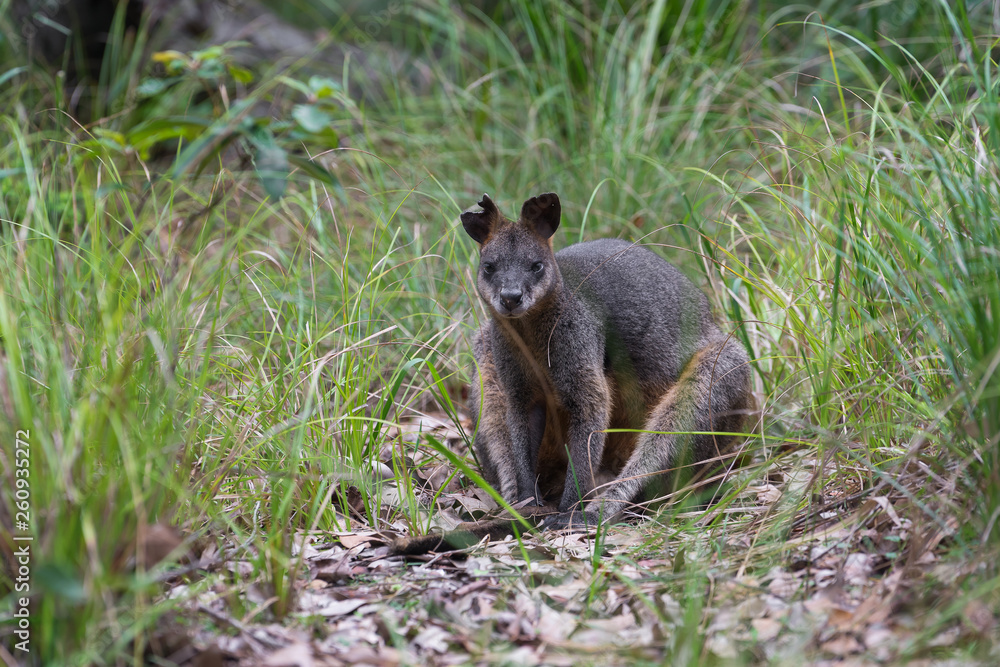 Fototapeta premium Black wallaby sitting in Australian bush