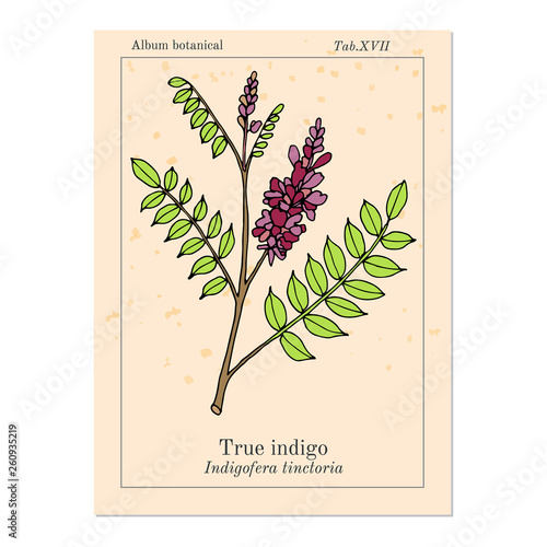 True indigo indigofera tinctoria , medicinal plant