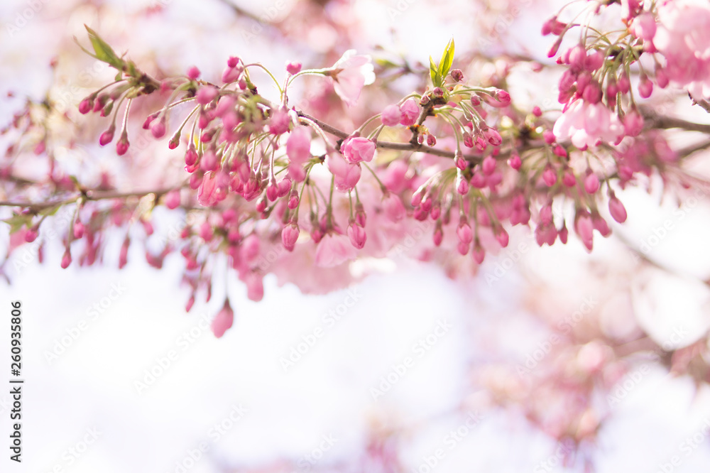 sakura sakura