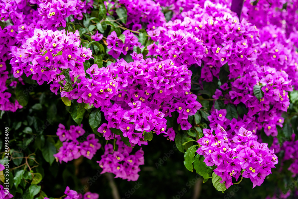Bougainvillea blooms in the city park Bougainvillea blooms in the city park