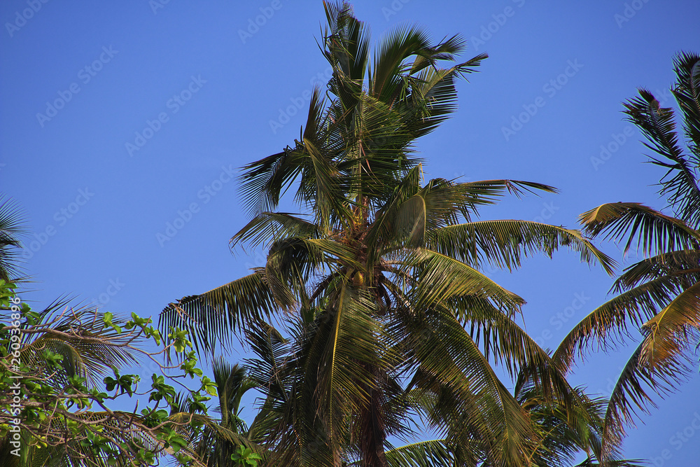 Fototapeta premium Nungwi Beach, Zanzibar, Tanzania, Indian ocean