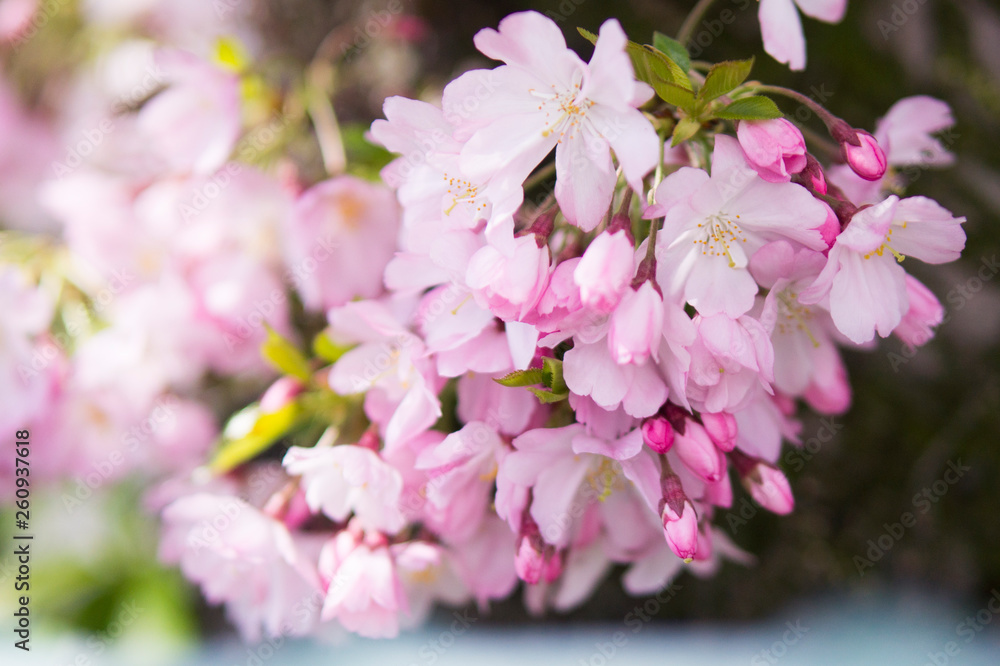 Cherry Blossom Cherry Blossom