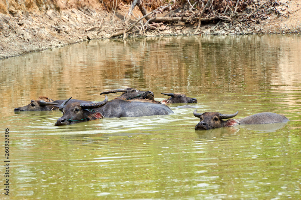 Fototapeta premium Water buffalo in and near Mekong River in Kratie, Cambodia