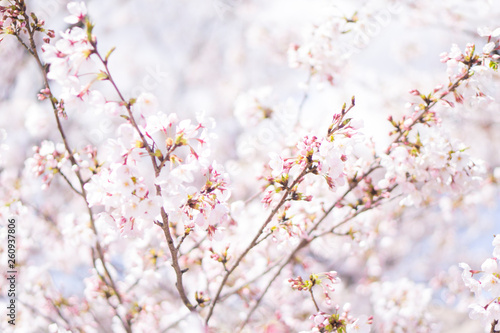 Cherry Blossom © mdesign