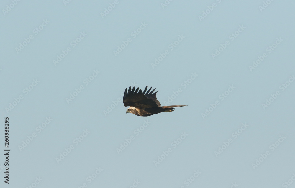 Fototapeta premium A magnificent Marsh Harrier, Circus aeruginosus, flying in the blue sky. 