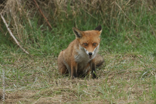 A magnificent Red Fox (Vulpes vulpes) searching for food to eat at the edge of shrubland.	