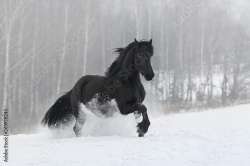 Black friesian horse with the mane flutters on wind running on the snow-covered field in the winter background