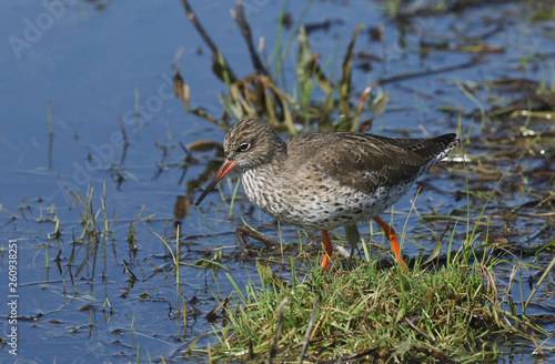 A beautiful Redshank, Tringa totanus, wading in water hunting for food in a flooded meadow.	
