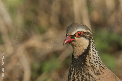 A head shot of a pretty Red-Legged Partridge, Alectoris rufa, searching for food in a field in the UK.