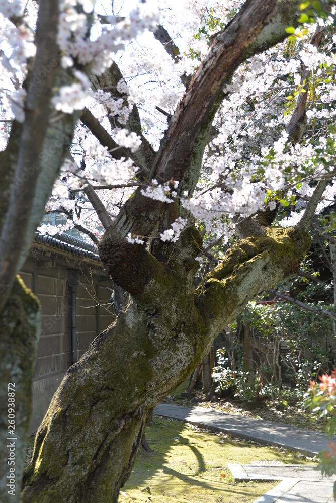 桜 桜