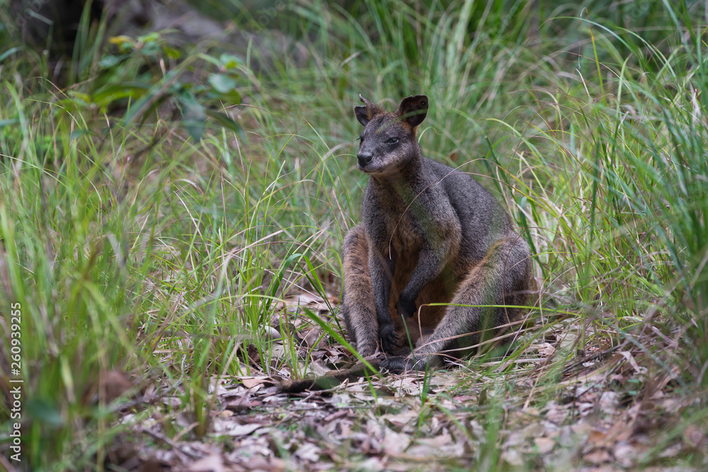 Black wallaby sitting in Australian bush Black wallaby sitting in Australian bush