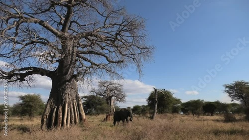 An elephant eating grass under an elephants tree in Tanzania savannah Africa. Wide shot from an slight angle from the front photo