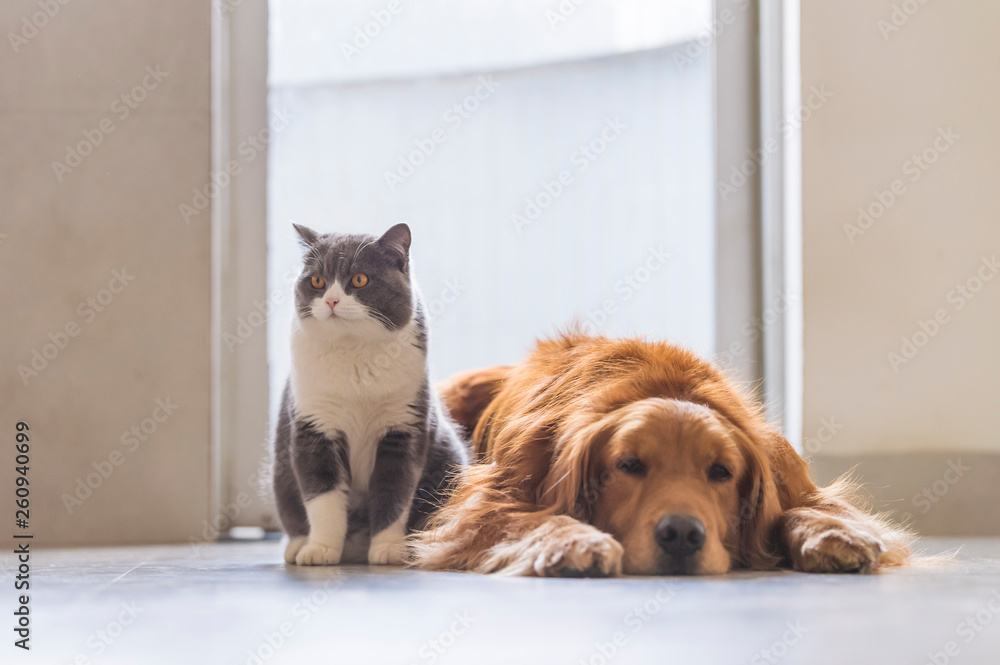 British short-haired cats and golden retriever dogs get along amicably