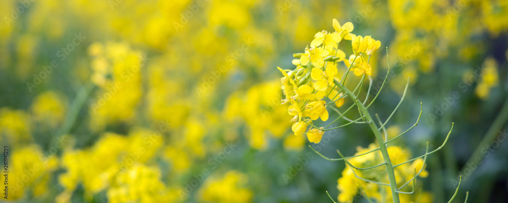 Obraz premium Canola flower field background 菜の花畑の背景