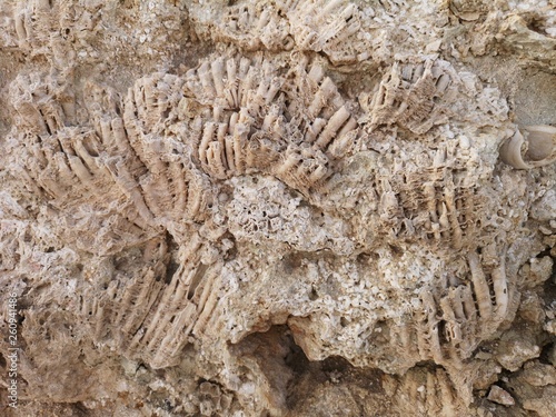 Fossilien  fossile Versteinerungen an Sahara K  ste  Korallen  Holz