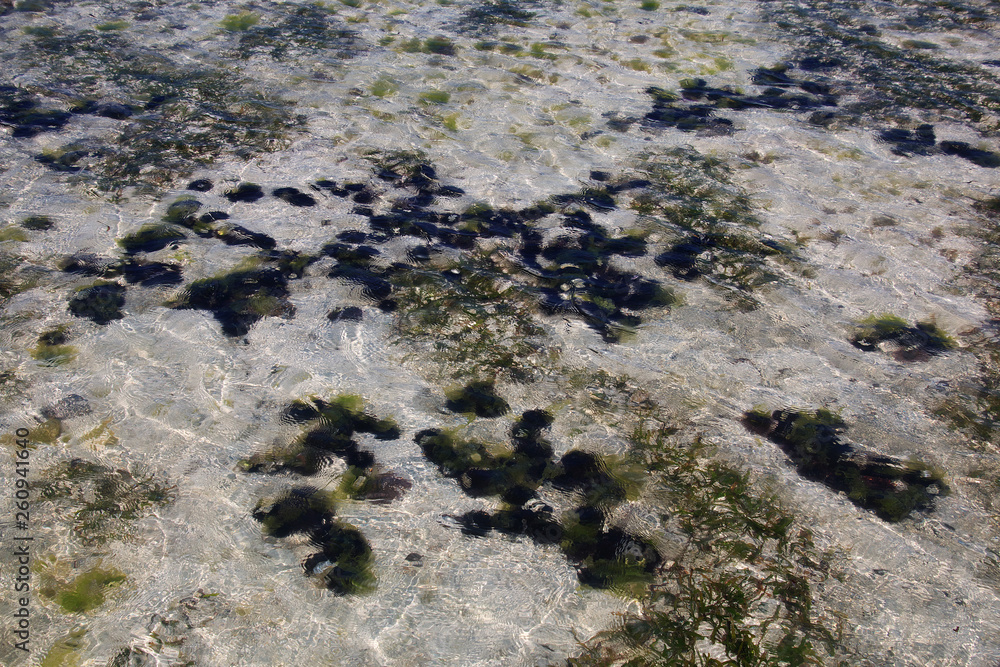 sea urchin, Zanzibar, Indian ocean