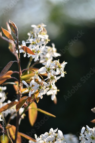 Blüten einer Felsenbirne (Amelanchier) photo