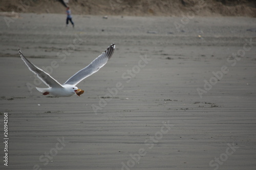 Seagull In Flight With Clam Wings Up