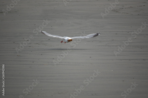 Seagull with Clam In Flight