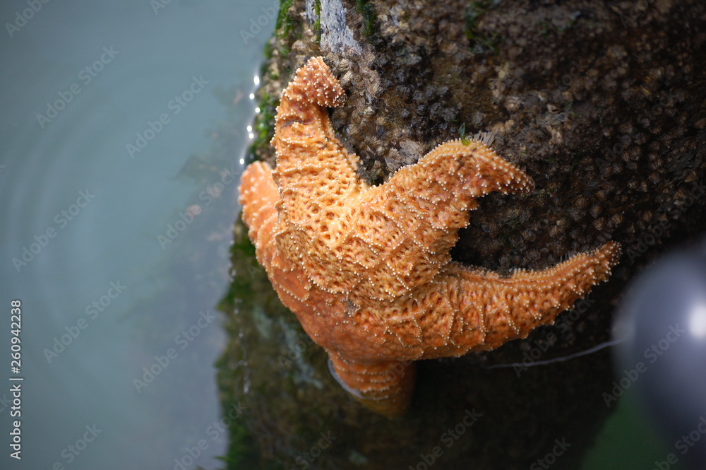 Fototapeta premium Starfish Climbing Out
