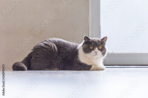 Cute British short-haired cat, indoor shooting