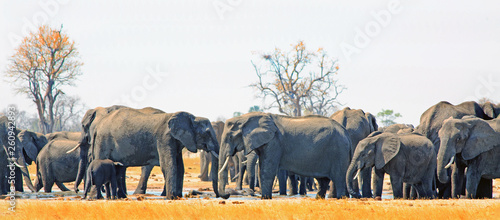 Photography Panorama of a large herd of elephants surrounding the Makololo waterhole in Hwan