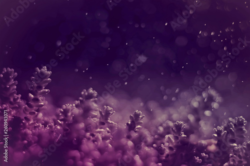 fabulous abstract purple background shot of moss plant closeup with drops and bokeh toned photo.