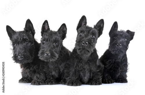 Obraz na plátně puppies scottish terrier
