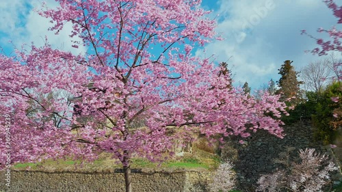 Wallpaper Mural 長野県上田市 上田城と桜 : ジンバル Torontodigital.ca