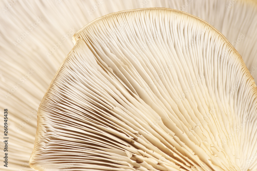 Oyster mushroom gills texture Oyster mushroom gills texture