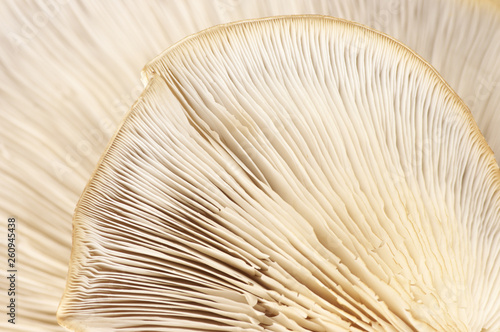 Oyster mushroom gills texture