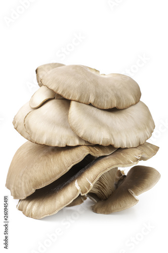 Oyster mushrooms on white